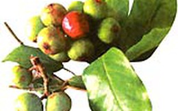 Chữa bệnh răng lợi bằng cây cỏ